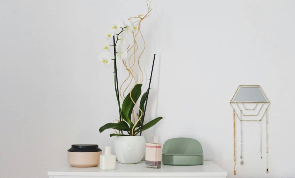 A green potted plant on a table