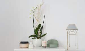 A green potted plant on a table